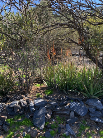 Feb 26 - Aloe in bloom.